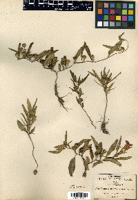 Ipomoea madrensis image