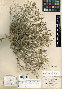Gilia insignis image