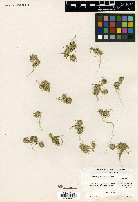 Navarretia leucocephala var. plieantha image