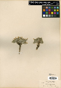 Phlox hoodii subsp. lanata image