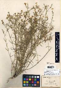 Phlox tenuifolia image