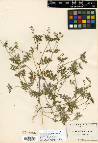 Eucrypta chrysanthemifolia image