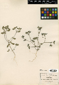 Nama dichotomum image