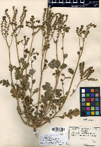 Phacelia caerulea image