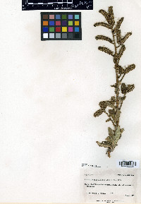 Phacelia rafaelensis image