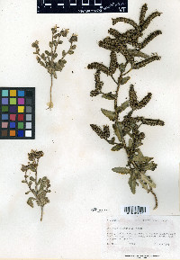 Phacelia rafaelensis image