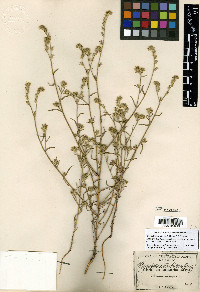Cryptantha nevadensis image