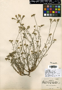 Cryptantha oxygona image