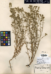 Cryptantha cycloptera image