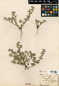 Heliotropium pringlei image