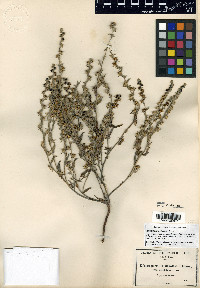 Lappula occidentalis var. cupulata image