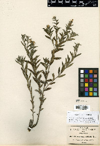 Lithospermum calcicola image