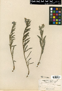 Mertensia lateriflora image