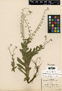 Myosotis scorpioides image