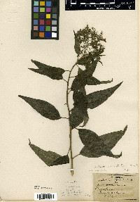 Tournefortia volubilis image