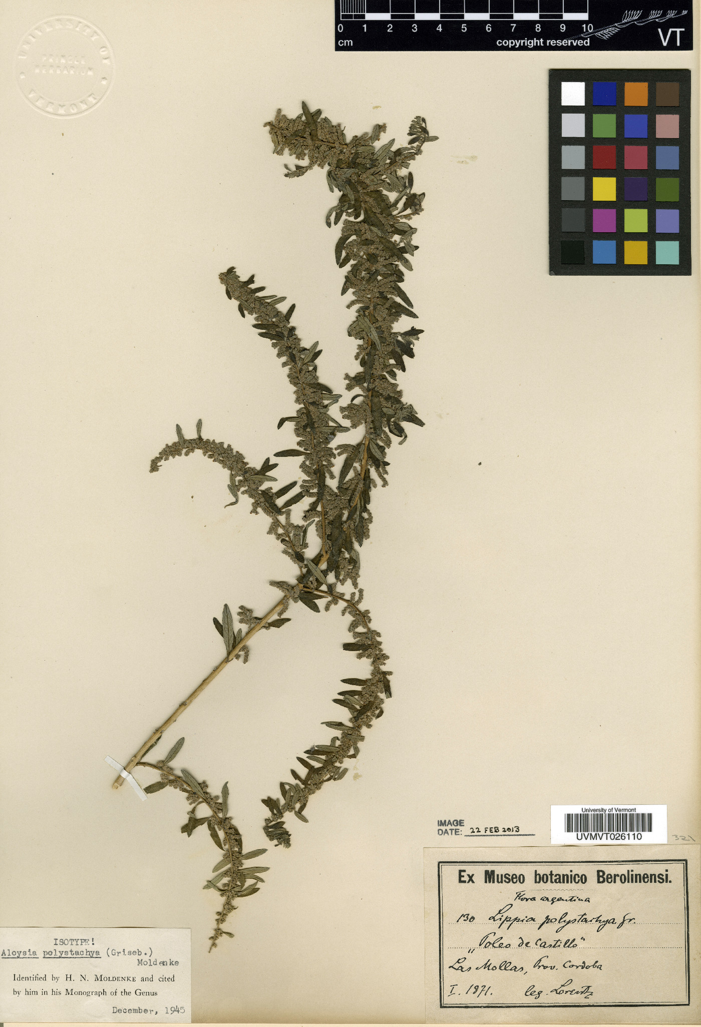 Aloysia polystachya image