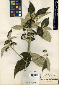 Callicarpa acuminata image