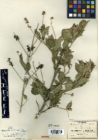 Citharexylum berlandieri image