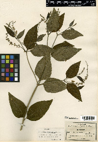 Citharexylum ovatifolium image