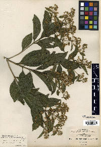 Lippia myriocephala image