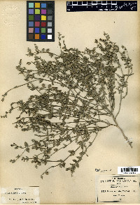 Priva armata image