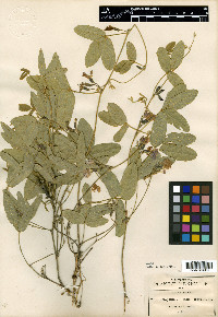 Cologania broussonetii image