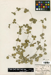 Cologania pringlei image