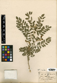 Coursetia mollis image