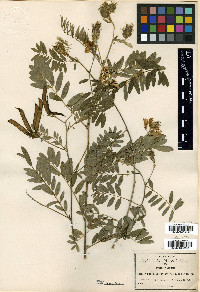 Tephrosia cuernavacana image