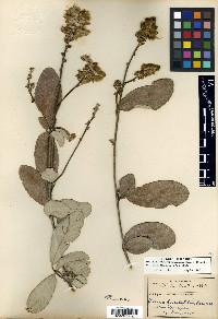 Tephrosia diversifolia image