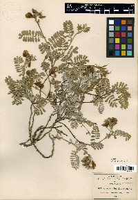 Tephrosia pringlei image