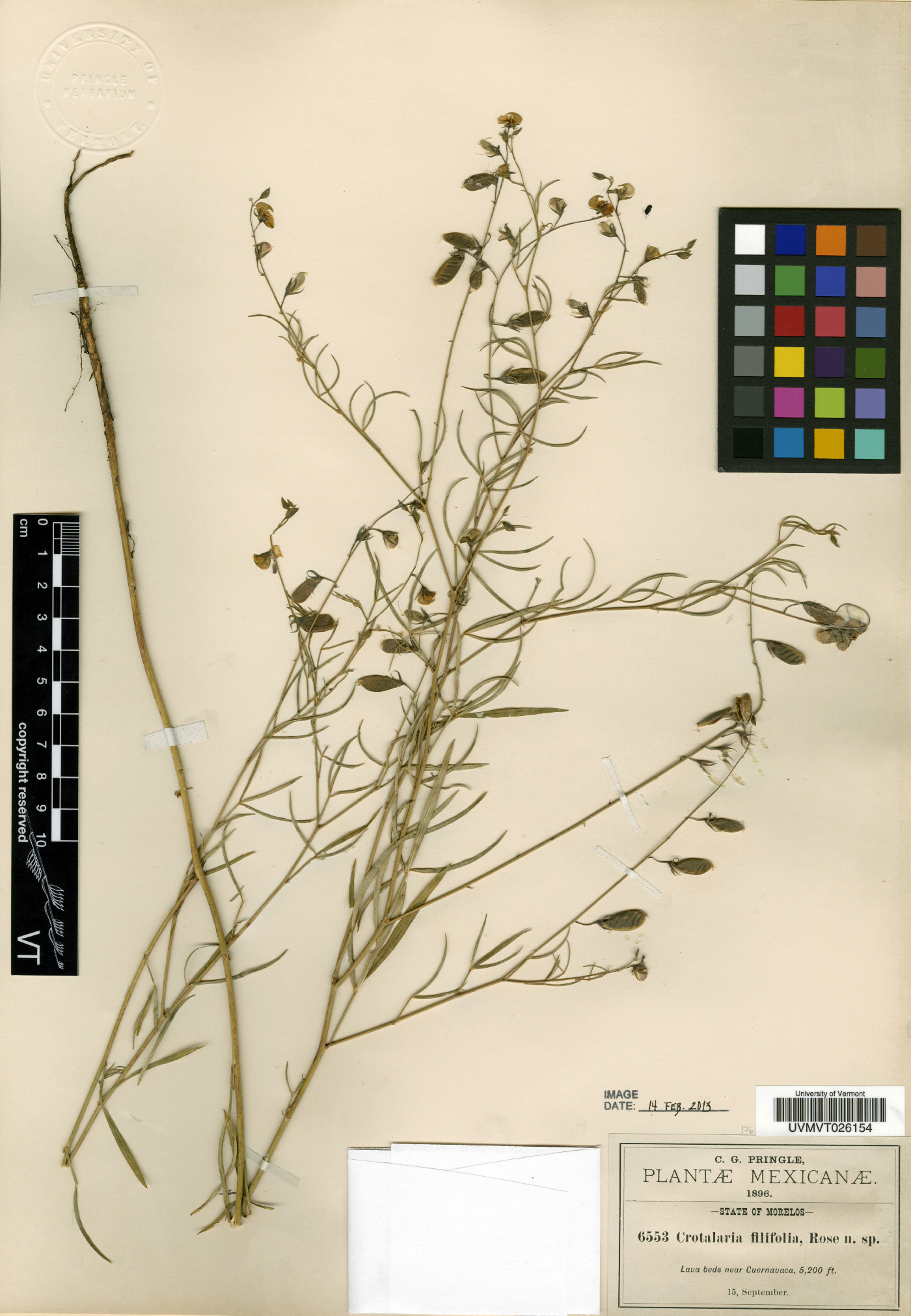 Crotalaria filifolia image
