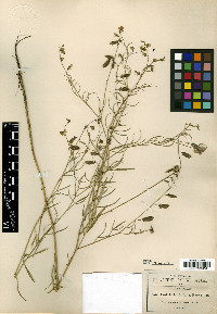 Crotalaria filifolia image