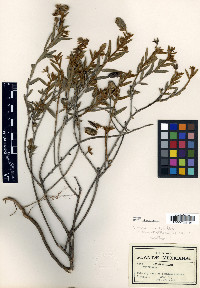 Crotalaria mexicana image