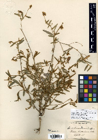 Crotalaria sagittalis image