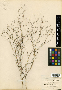 Dalea delicata image