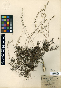 Dalea filiciformis image