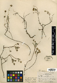 Dalea hintoni image