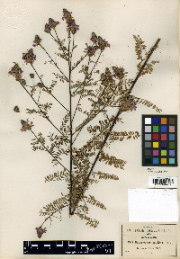 Dalea virgata image