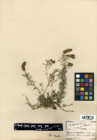 Dalea viridiflora image