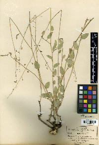 Desmodium xylopodium image