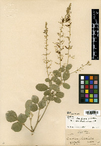 Desmodium bioculatum image
