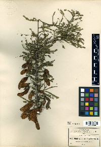 Diphysa minutifolia image