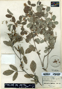 Galactia multiflora image