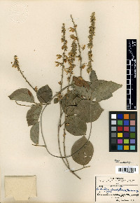 Galactia viridiflora image
