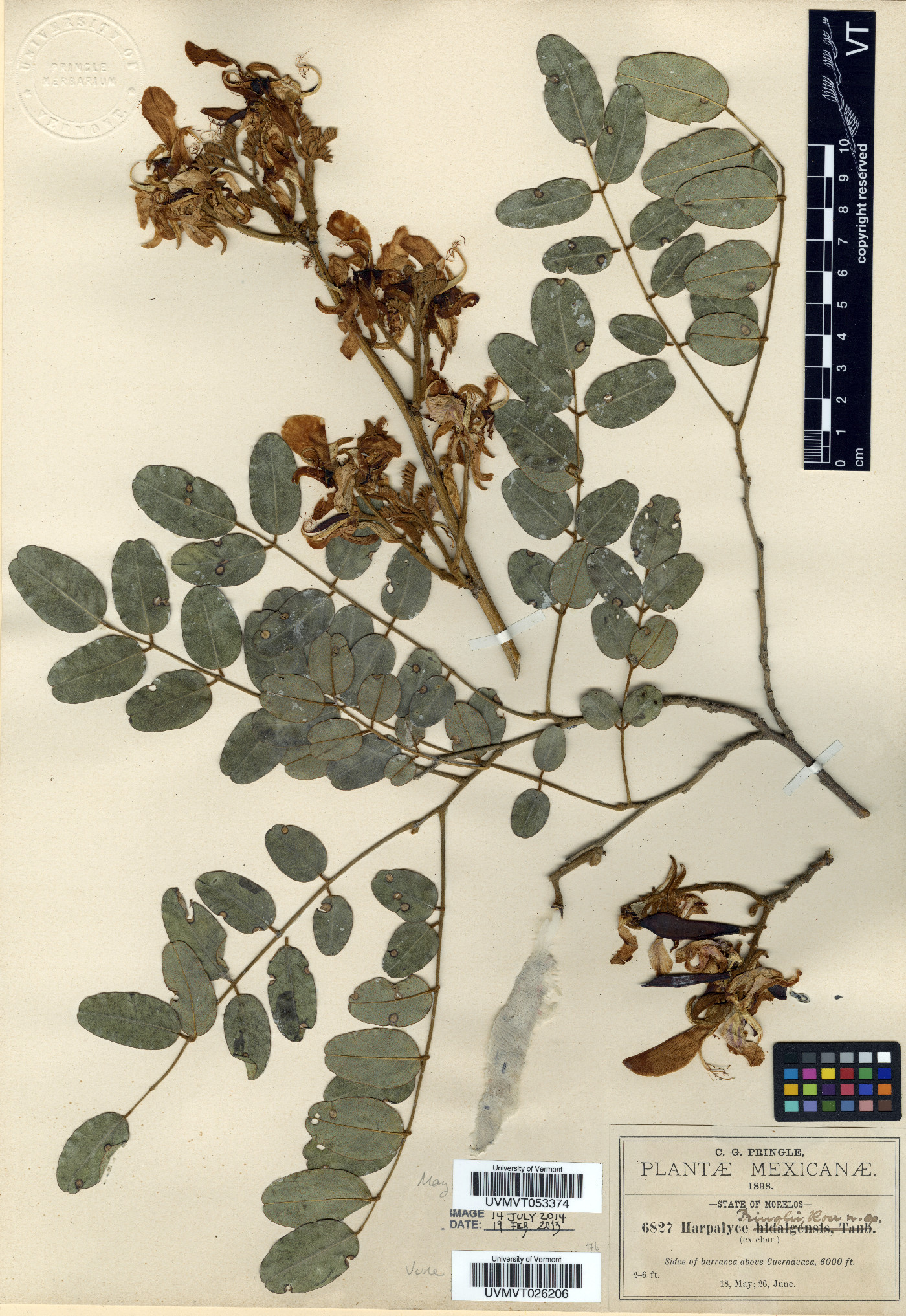 Harpalyce pringlei image