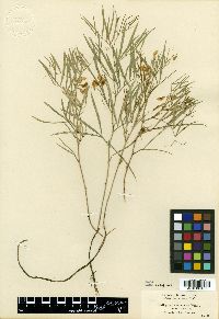 Quercus germana image