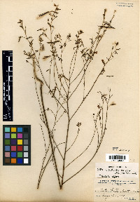 Acmispon americanus var. helleri image