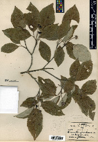 Cornus florida var. urbiniana image