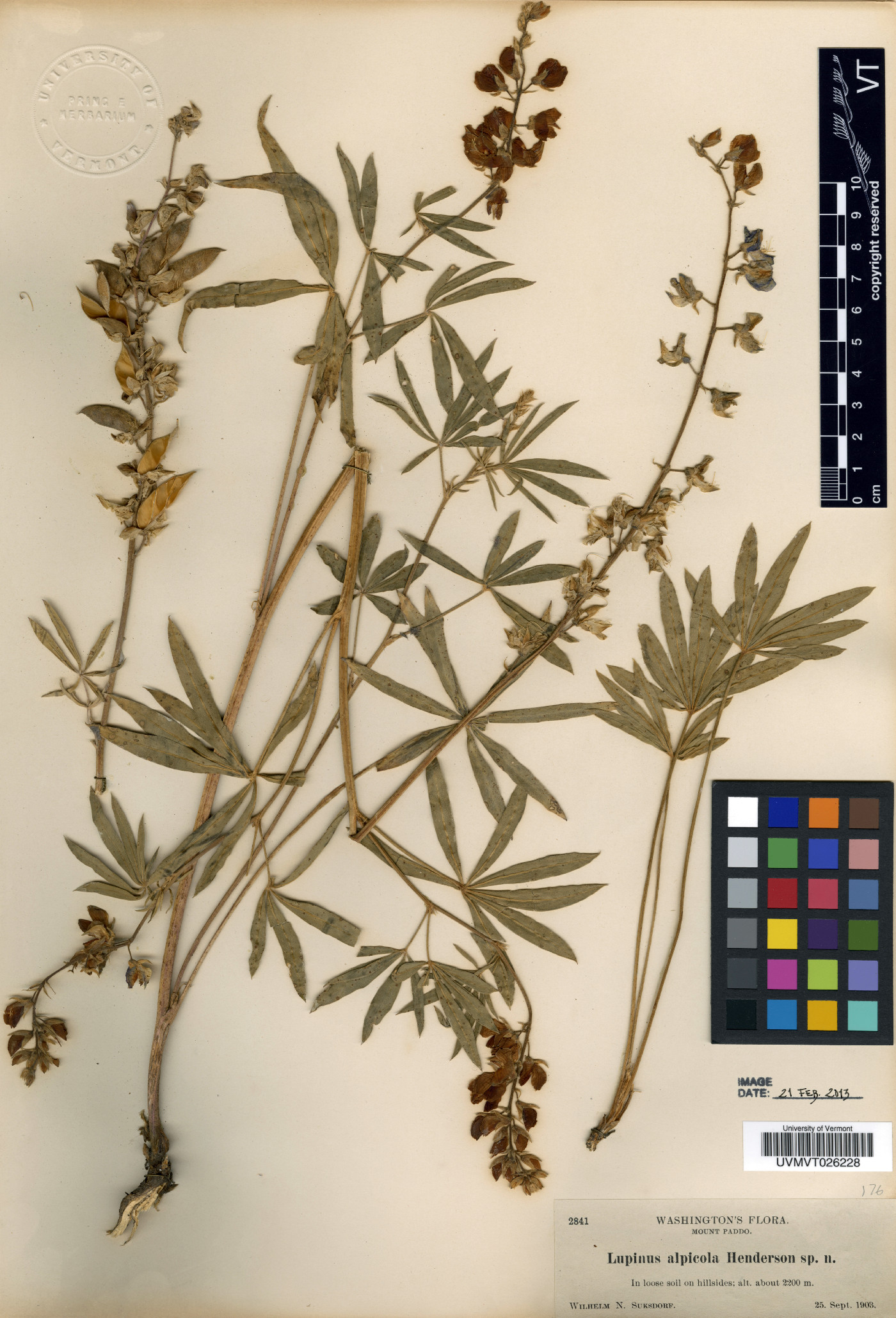 Lupinus alpicola image